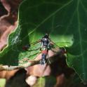 Synanthedon formicaeformis (Red-tipped_Clearwing).JPG